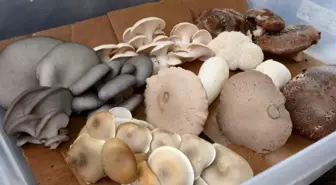 Aslan yelesi, şitaki, hindi kuyruğu: Yeni moda mantarlar gerçekten faydalı mı?