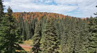 Sonbahar Renkleri Bartın Yaylalarında Göz Kamaştırıyor