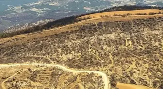 Bilecik'te Orman Yangınları Sonrası Yeniden Ağaçlandırma Çalışmaları Başladı