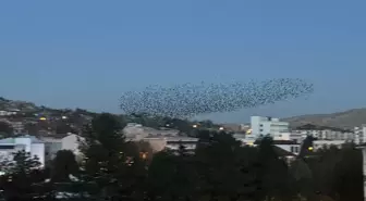 Çankırı'da Sığırcık Kuşlarının Gökyüzündeki Dansı