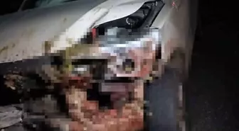 Elazığ'da Kamyonet Sürüye Çarptı: 30 Küçükbaş Hayvan Telef Oldu