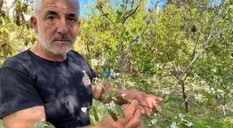 Hatay'da Meyve Ağaçları Erken Çiçek Açtı