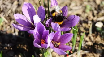 Karabük'te 'Safran İmecesi' etkinliği düzenlendi