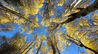 Sarıkamış'ta Sonbaharın Güzellikleri