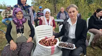 Nazilli'de Kestane Hasadı Renkli Görüntülerle Gerçekleşti