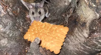 Nesli tükenmekte olan fareyi lokumlu bisküviyle besledi