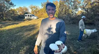 Bilecik'te Mantar Sezonu Başladı, Uzmanlardan Uyarılar Geldi