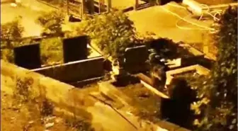 Zonguldak'ta Mezarlıkta Ayı Yavruları Görüntülendi