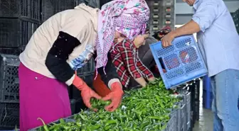 Antalya'da Ekim Ayı Meyve ve Sebze Fiyat Endeksleri Açıklandı