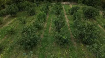 İnhisar'da İncir Hasadı Devam Ediyor