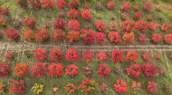 Bursa'da Sonbahar Güzellikleri Dronla Görüntülendi