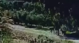 Hatay'da Kangal Cinsi Köpeğin Çalınma Anları Güvenlik Kamerasında