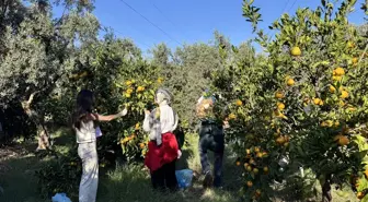 ODTÜ Öğrencilerinden Hatay'da Mandalina Hasadı