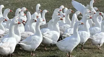 Kars'ta Kaz Kesim Sezonu Başladı