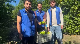 Gönüllü Gençler Narenciye Hasadına Destek Verdi