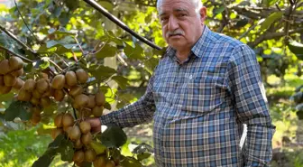 Kivi Üreticileri Erken Hasat Yapmamaları İçin Uyarıyor