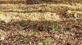 Alaçam'daki Mesire Alanında Sevimli Sincaplar Görüntülendi