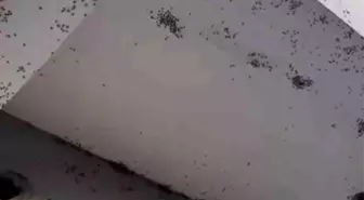 Siirt'te Sinek İstilasına Karşı Tedirginlik