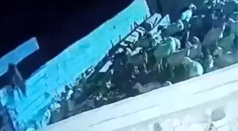 Kurt, Konya'da Ağıla Girip Küçükbaş Hayvanı Telef Etti