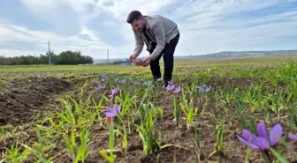 Tekirdağ'da Safran Üretimi Yükseliyor: Fiyatlar 600 Bin Liraya Çıkabilir