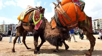 Buldan Deve Güreşleri Şap Hastalığı Nedeniyle İptal Edildi