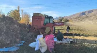 Malatya'da Kuru Fasulye Hasadı Başladı