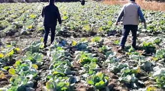 Tarlalarda hırsızlık alarmı! Köylüler nöbete başladı