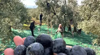 Bursa'nın Katırlı Mahallesi'nde Zeytin Hasadı Başladı