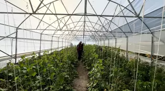 Hakkari'de Boşaltılan Köyler Yeniden Canlanıyor: 'Köye Dönüş' Projeleri ile Seracılık Başladı