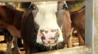 Bolu'da Şap Hastalığı Nedeniyle 18 Köy ve 4 Mahallede Karantina Uygulandı