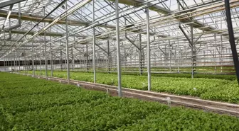 Beta Ziraat A.Ş. Yerli Şeker Pancarı Tohumlarını Test Ediyor