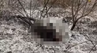 Mersin'de Bahçede Yangın: 70 Yaşındaki Adam Hayatını Kaybetti