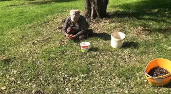 Karaburun'da Furma Zeytini Hasadı Heyecanı