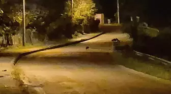 Bartın'da Aç Kalan Çakal Yavruları Şehir Merkezinde Görüntülendi