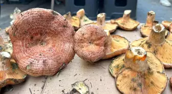 Çıntar Mantarı Pazarları Süslüyor: Kilogramı 500 Lira!