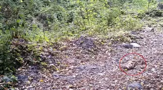 Bursa Ormanlarında Sonbahar Halısında Yuvarlanan Çakal