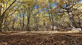 Eğirdir'deki Endemik Kasnak Meşesi Ormanı Sonbahar Renkleriyle Göz Dolduruyor