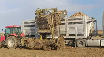 Keşan'da Pancar Hasadı Modern Makinelerle Devam Ediyor