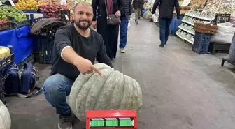 Sivas'ta Devasa Bal Kabağı Görenleri Şaşırttı