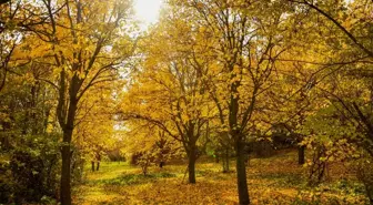 Giresun'da dut bahçeleri sonbahar renklerine büründü