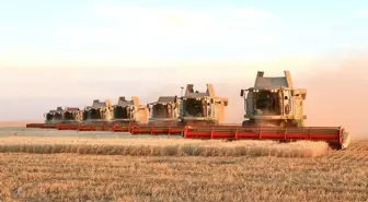 Kazakistan'da Tahıl Hasadı Rekor Kırdı: 27,1 Milyon Ton
