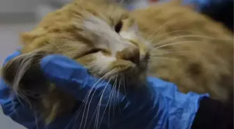 Kedi AIDS olur mu, kediden insana AIDS bulaşır mı? AIDS olan kedi hangi ilde?