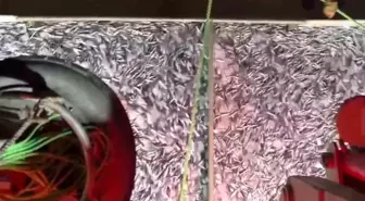 Karadenizli Balıkçılar Marmara'da Bereketli Av Yaptı