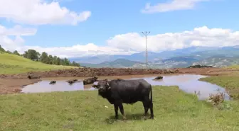 Ordu, Halk Elinde Anadolu Mandası Islahı Projesi kapsamına alındı