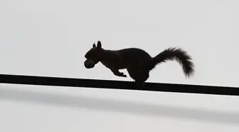 Sonbaharın Güzellikleri: Sincaplar Geyikkoşan Mesire Alanı'nda