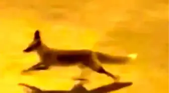 Şanlıurfa'da Şehir Merkezine İnen Tilki Sokaklarda Görüntülendi