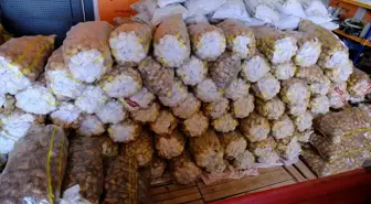 Sivas'ta Patates Çeşitlerinin Adaptasyonu Araştırılıyor