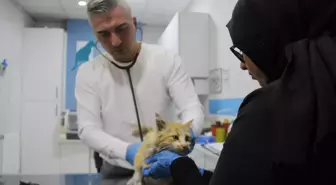 Sivas'ta Kedi AIDS'i Vakası: Kasım'ın Hastalığı Tespit Edildi