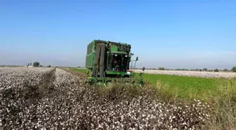 Aydın'da Pamuk Üreticileri Yağışlardan Zarar Görüyor