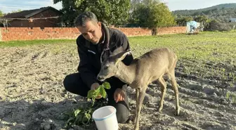 Muhtar, Yavru Karacayı Ailesinin Bir Parçası Gibi Besliyor